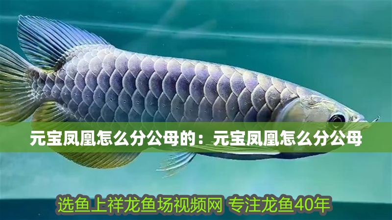 元寶鳳凰怎么分公母的：元寶鳳凰怎么分公母