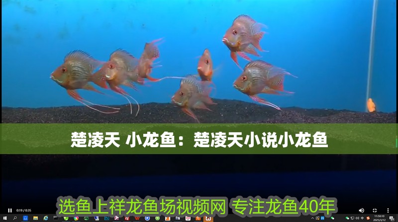 楚凌天 小龍魚：楚凌天小說小龍魚