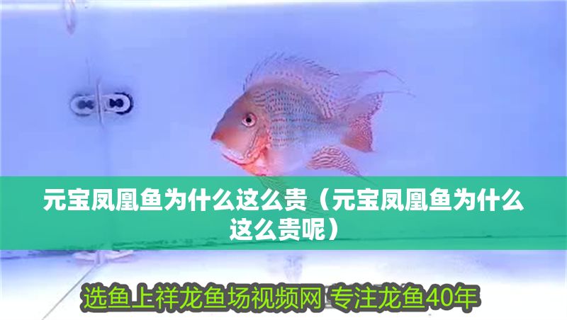 元寶鳳凰魚為什么這么貴（元寶鳳凰魚為什么這么貴呢）