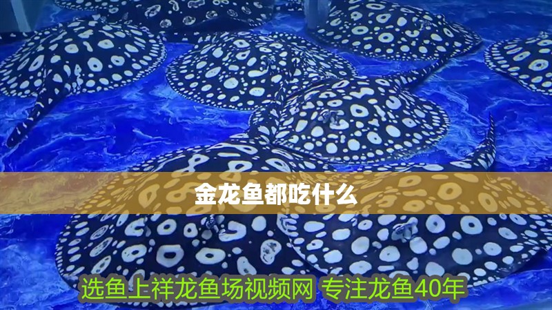 金龍魚(yú)都吃什么
