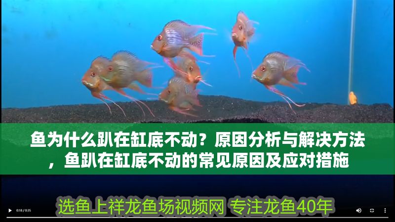 魚為什么趴在缸底不動？原因分析與解決方法，魚趴在缸底不動的常見原因及應(yīng)對措施