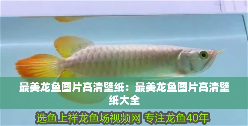最美龍魚圖片高清壁紙：最美龍魚圖片高清壁紙大全