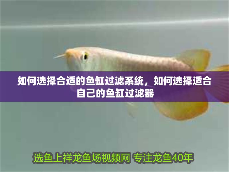 如何選擇合適的魚缸過濾系統(tǒng)，如何選擇適合自己的魚缸過濾器