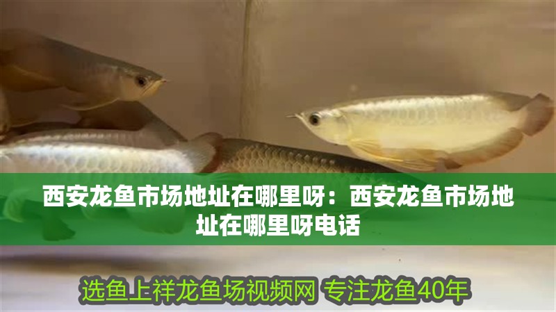 西安龍魚市場(chǎng)地址在哪里呀：西安龍魚市場(chǎng)地址在哪里呀電話