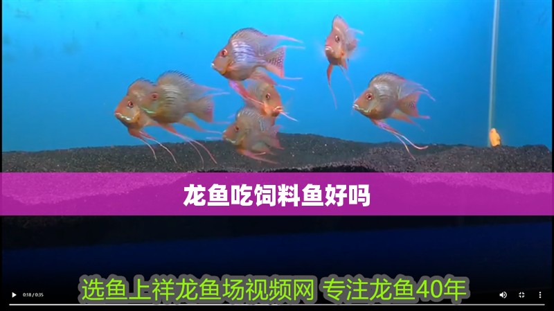 龍魚吃飼料魚好嗎