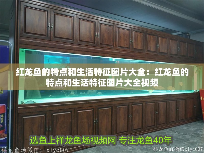 紅龍魚的特點和生活特征圖片大全：紅龍魚的特點和生活特征圖片大全視頻