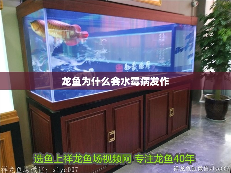龍魚為什么會水霉病發作