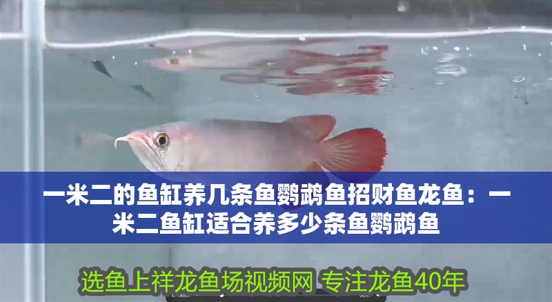 一米二的魚缸養幾條魚鸚鵡魚招財魚龍魚：一米二魚缸適合養多少條魚鸚鵡魚