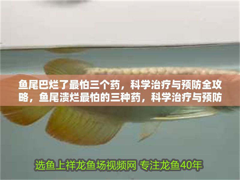 魚尾巴爛了最怕三個藥，科學治療與預防全攻略，魚尾潰爛最怕的三種藥，科學治療與預防全指南