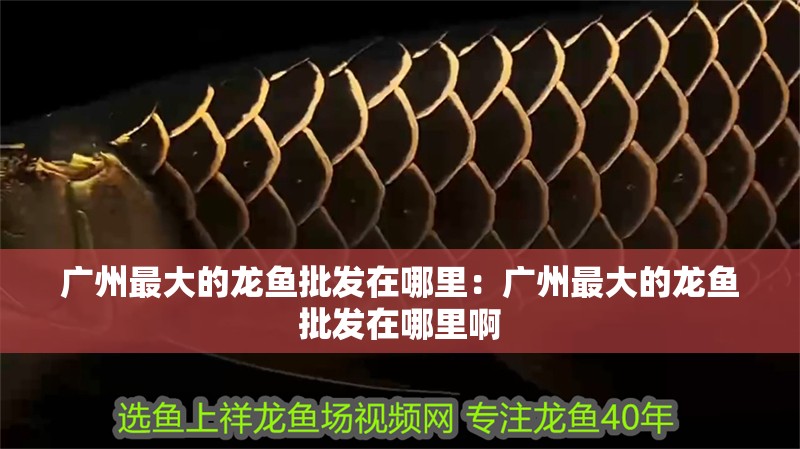 廣州最大的龍魚批發(fā)在哪里：廣州最大的龍魚批發(fā)在哪里啊