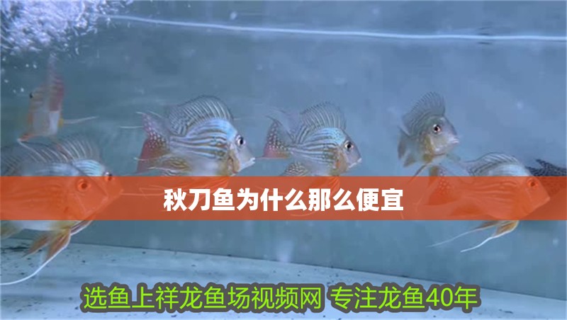 秋刀魚為什么那么便宜