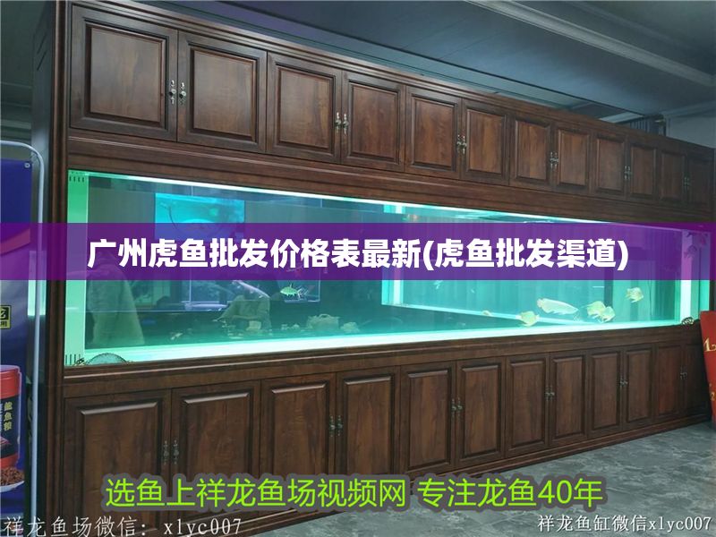 廣州虎魚批發價格表最新(虎魚批發渠道)