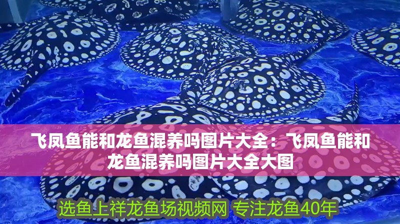 飛鳳魚能和龍魚混養嗎圖片大全：飛鳳魚能和龍魚混養嗎圖片大全大圖