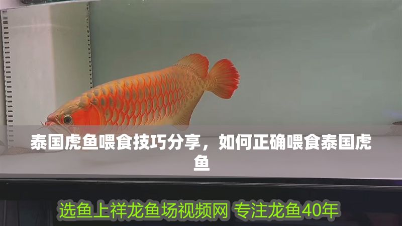泰國虎魚喂食技巧分享，如何正確喂食泰國虎魚