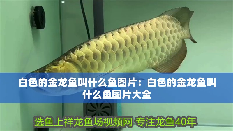 白色的金龍魚叫什么魚圖片：白色的金龍魚叫什么魚圖片大全
