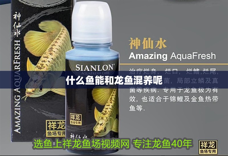 什么魚能和龍魚混養呢