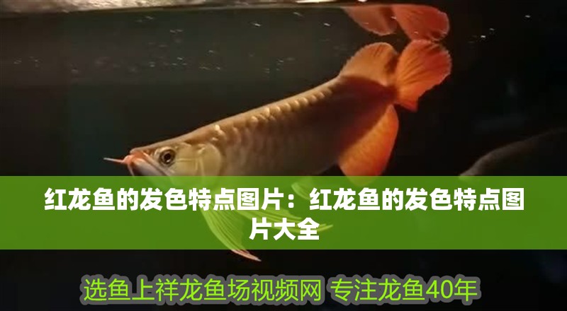 紅龍魚的發色特點圖片：紅龍魚的發色特點圖片大全