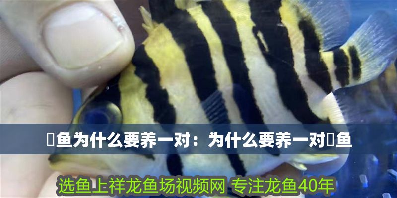 魟魚為什么要養一對：為什么要養一對魟魚