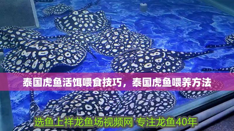 泰國(guó)虎魚活餌喂食技巧，泰國(guó)虎魚喂養(yǎng)方法