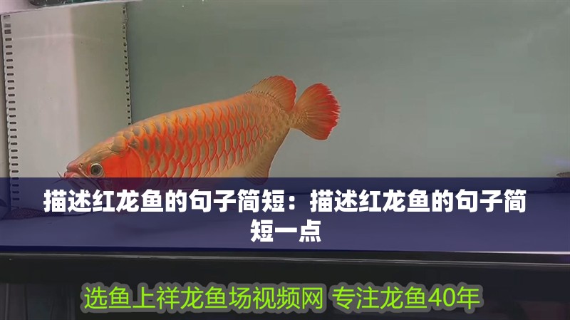 描述紅龍魚的句子簡短：描述紅龍魚的句子簡短一點