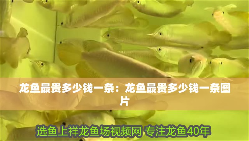 龍魚(yú)最貴多少錢一條:龍魚(yú)最貴多少錢一條圖片 水族問(wèn)答 龍魚(yú)最貴多少錢一條:龍魚(yú)最貴多少錢一條圖片 龍魚(yú)最貴多少錢一條:龍魚(yú)最貴多少錢一條圖片 水族問(wèn)答