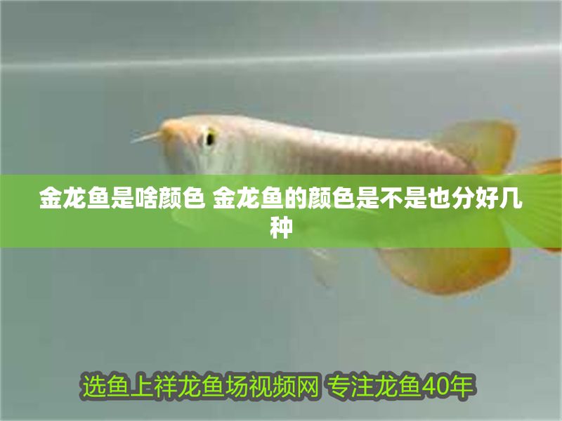 金龍魚是啥顏色 金龍魚的顏色是不是也分好幾種