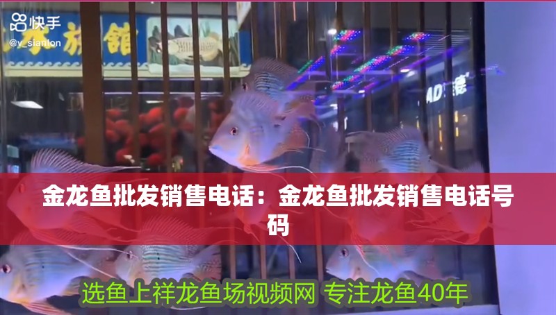 金龍魚批發銷售電話：金龍魚批發銷售電話號碼