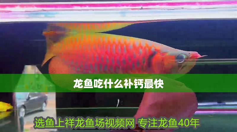 龍魚吃什么補鈣最快