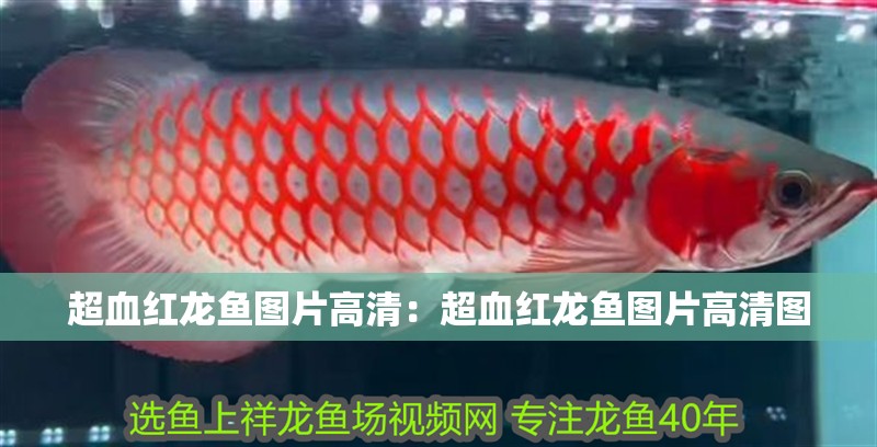 超血紅龍魚圖片高清：超血紅龍魚圖片高清圖