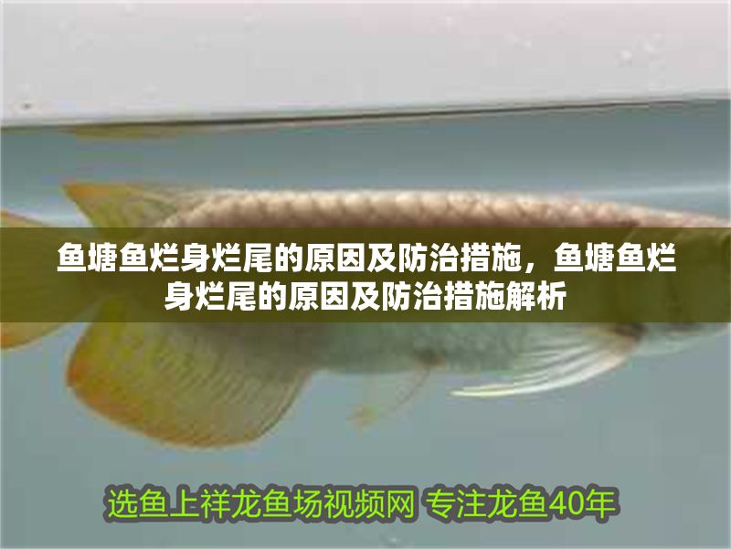 魚塘魚爛身爛尾的原因及防治措施，魚塘魚爛身爛尾的原因及防治措施解析