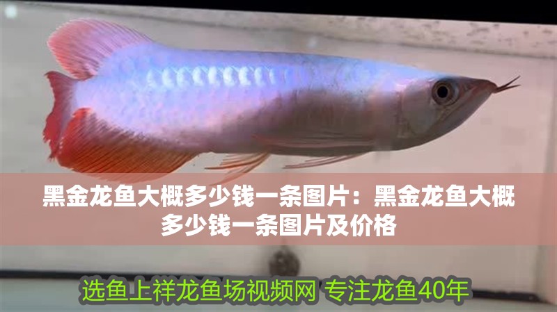 黑金龍魚大概多少錢一條圖片：黑金龍魚大概多少錢一條圖片及價(jià)格