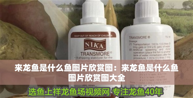 來龍魚是什么魚圖片欣賞圖：來龍魚是什么魚圖片欣賞圖大全