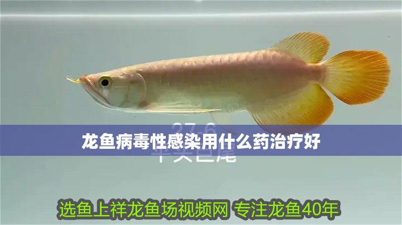 龍魚病毒性感染用什么藥治療好