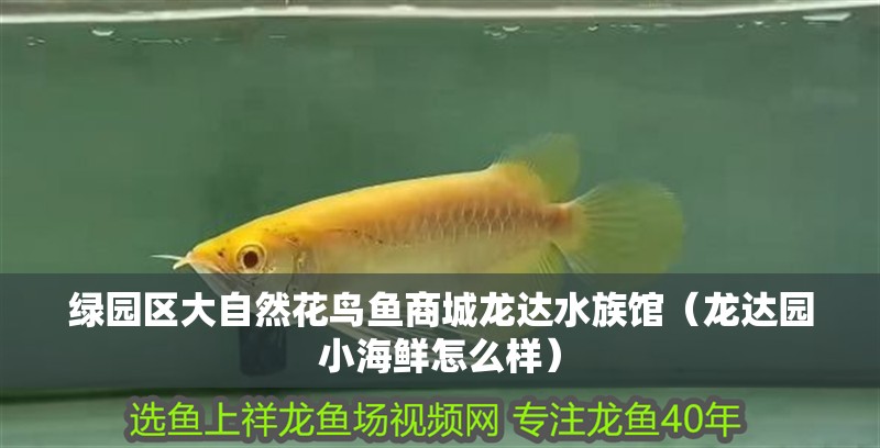 綠園區大自然花鳥魚商城龍達水族館（龍達園小海鮮怎么樣）