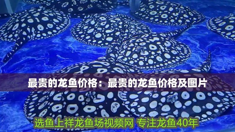 最貴的龍魚價格：最貴的龍魚價格及圖片