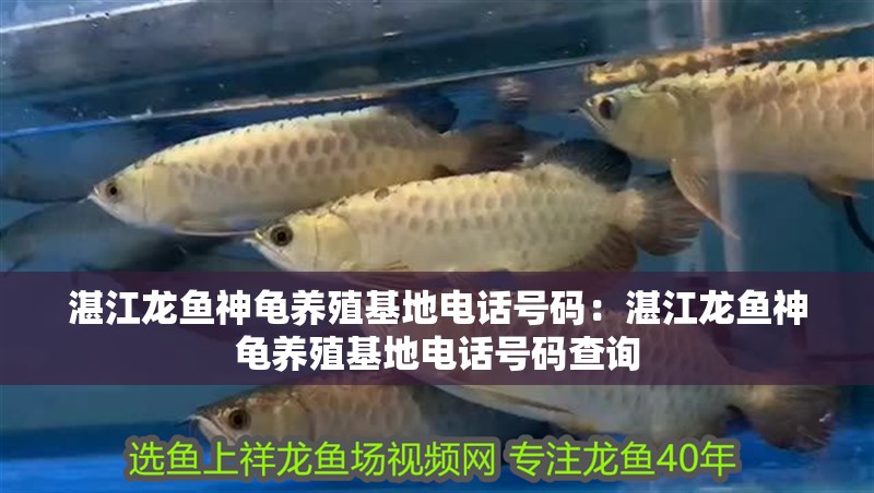 湛江龍魚神龜養(yǎng)殖基地電話號碼：湛江龍魚神龜養(yǎng)殖基地電話號碼查詢