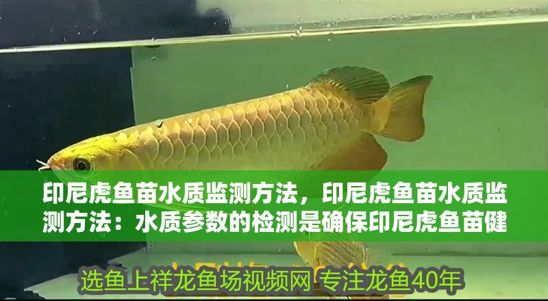印尼虎魚苗水質(zhì)監(jiān)測方法，印尼虎魚苗水質(zhì)監(jiān)測方法：水質(zhì)參數(shù)的檢測是確保印尼虎魚苗健康成長的基礎(chǔ)