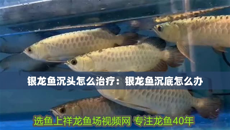 銀龍魚沉頭怎么治療：銀龍魚沉底怎么辦