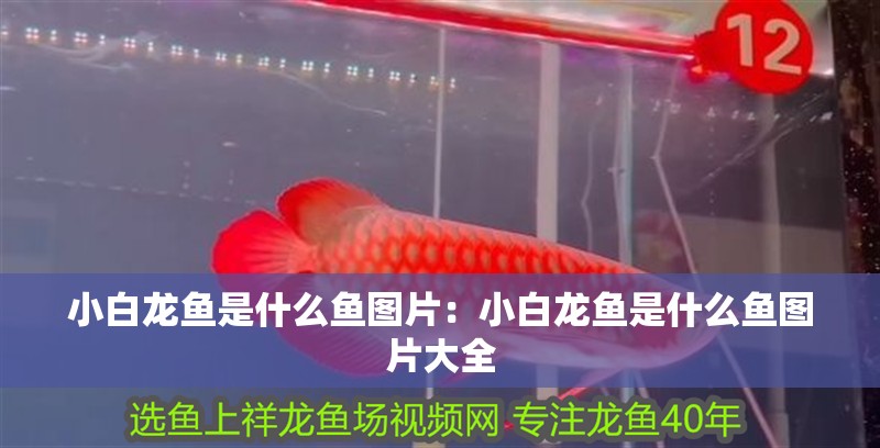 小白龍魚是什么魚圖片：小白龍魚是什么魚圖片大全