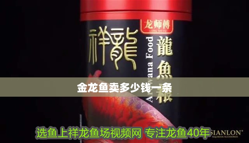金龍魚(yú)賣多少錢一條