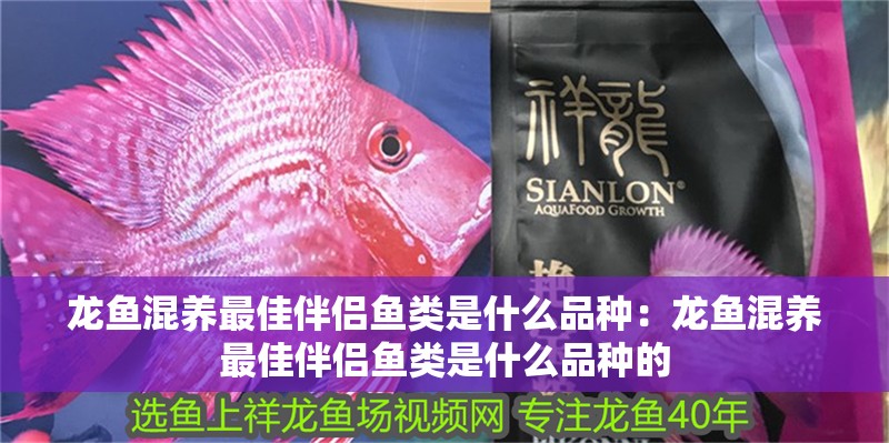 龍魚混養最佳伴侶魚類是什么品種：龍魚混養最佳伴侶魚類是什么品種的