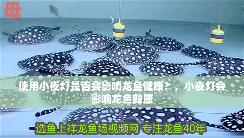 使用小夜燈是否會影響龍魚健康？，小夜燈會影響龍魚健康