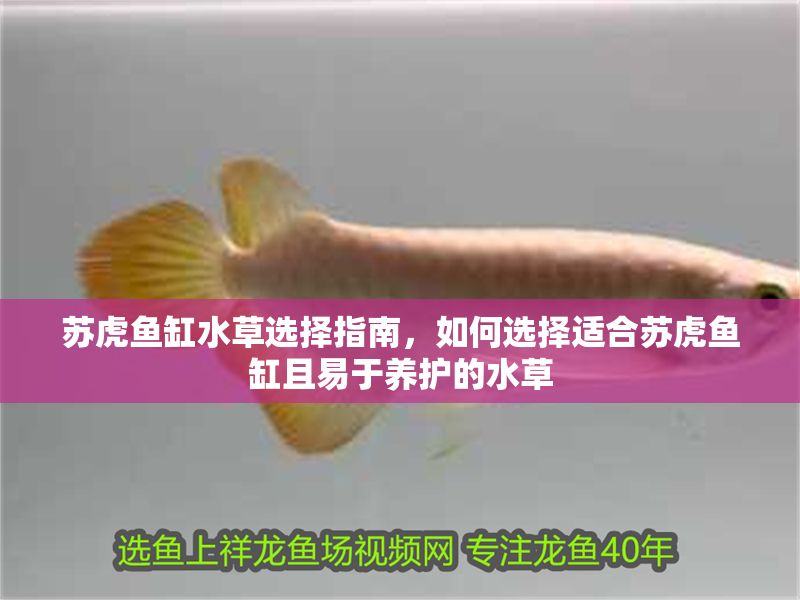 蘇虎魚缸水草選擇指南，如何選擇適合蘇虎魚缸且易于養(yǎng)護的水草