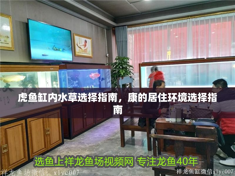 虎魚缸內水草選擇指南，康的居住環境選擇指南