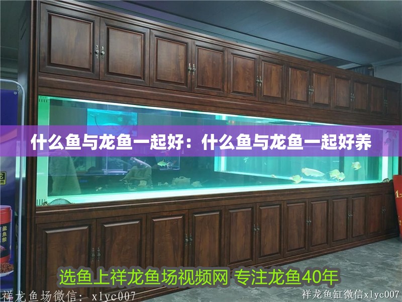 什么魚與龍魚一起好：什么魚與龍魚一起好養