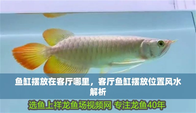 魚缸擺放在客廳哪里，客廳魚缸擺放位置風水解析 魚缸擺放在客廳哪里，客廳魚缸擺放位置風水解析 魚缸百科 第2張