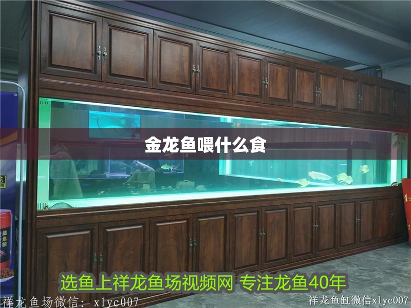 金龍魚喂什么食