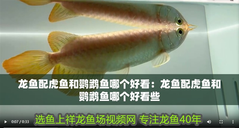 龍魚(yú)配虎魚(yú)和鸚鵡魚(yú)哪個(gè)好看：龍魚(yú)配虎魚(yú)和鸚鵡魚(yú)哪個(gè)好看些