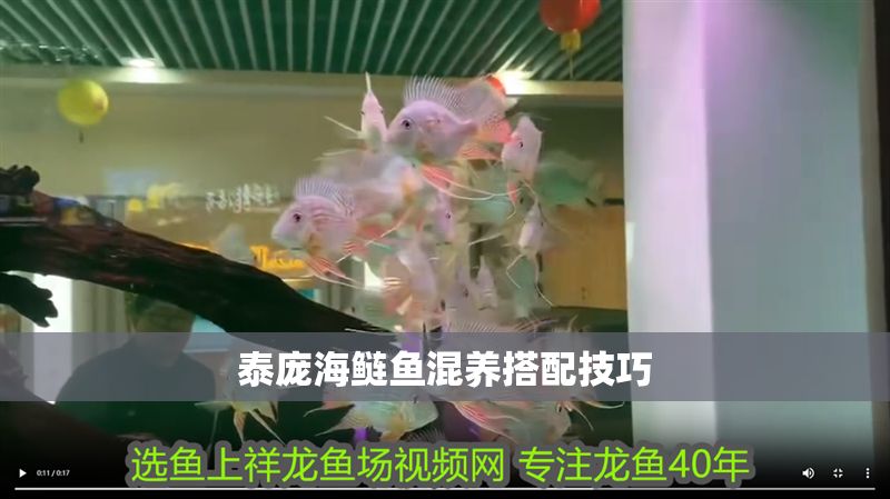 泰龐海鰱魚(yú)混養(yǎng)搭配技巧