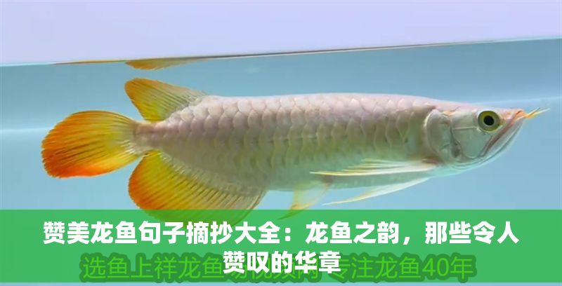 贊美龍魚句子摘抄大全:龍魚之韻,那些令人贊嘆的華章 龍魚百科 第1張 贊美龍魚句子摘抄大全:龍魚之韻,那些令人贊嘆的華章 贊美龍魚句子摘抄大全:龍魚之韻,那些令人贊嘆的華章 龍魚百科 第1張